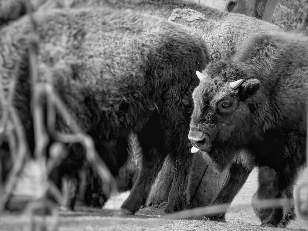 The Synonymous Oppression of People & the Natural&nbsp;World